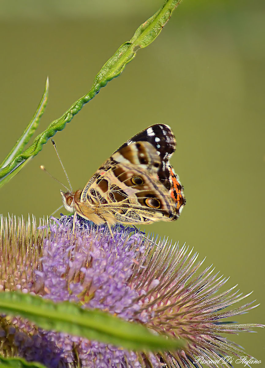 Little Butterfly