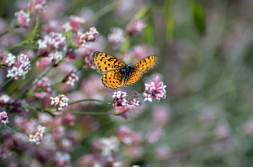 Melitaea didyma Benekli iparhan
