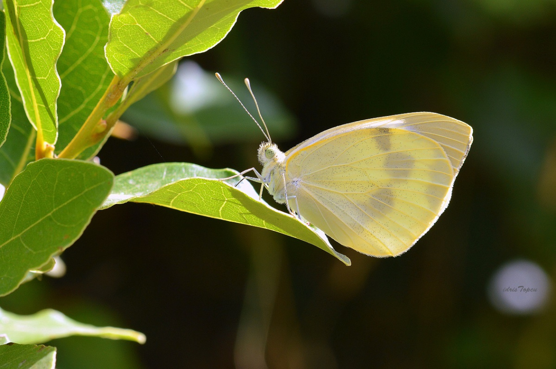 MİNİ MİNİ YAŞAMLAR (100).......