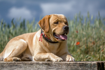 Labrador