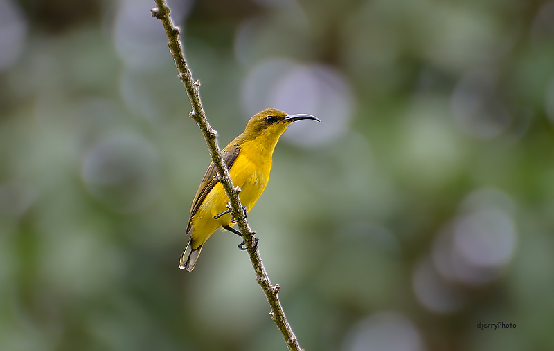 Sunbird