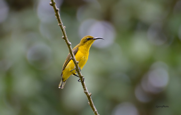 Sunbird