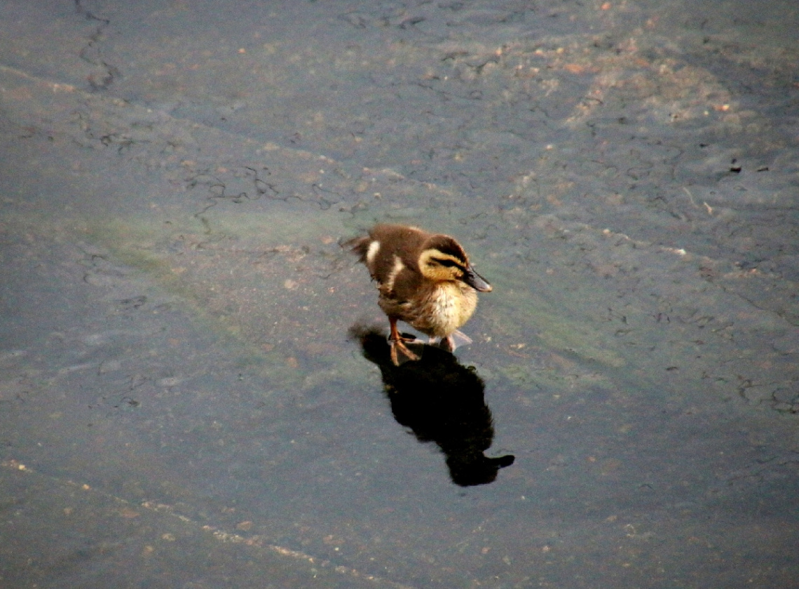 Mama…Where are you ?