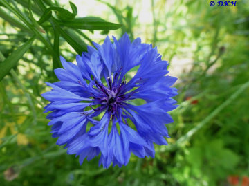 Blauer Stern