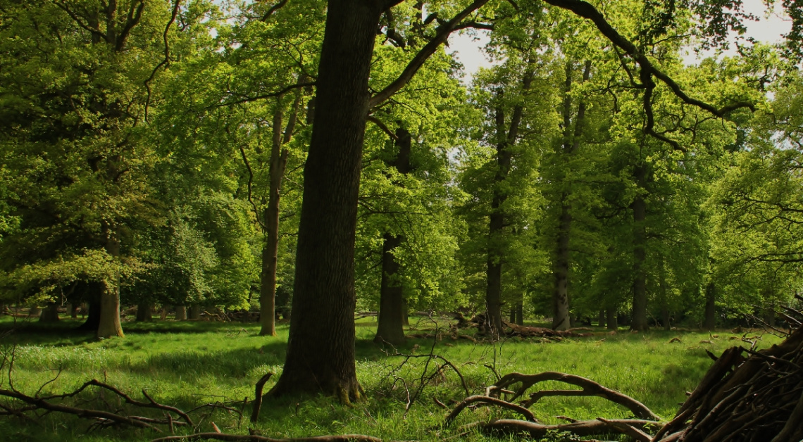 Amid Among Green Branches...