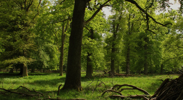 Amid Among Green Branches...