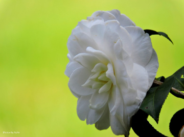 Camellia