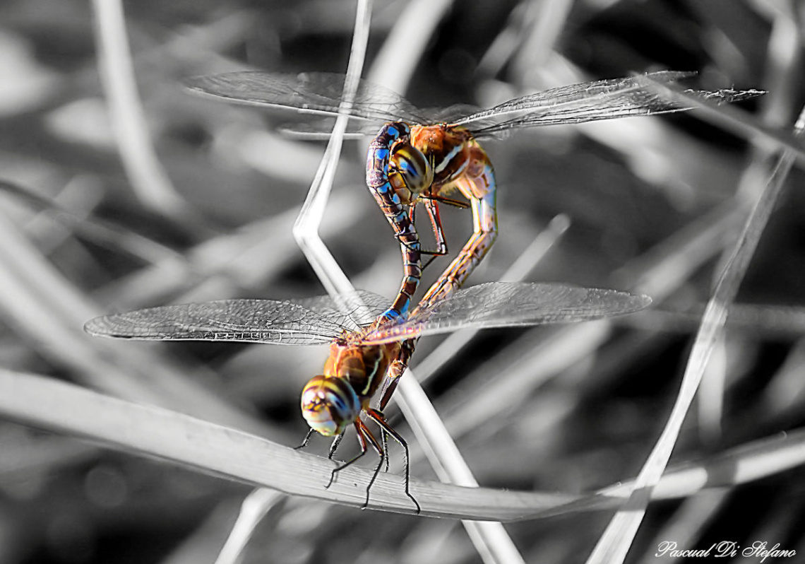 Dragonfly love