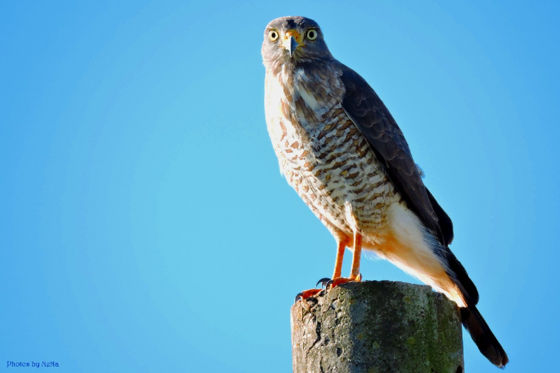 Hawk