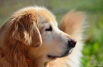 My Golden Retriever