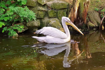 Pelican