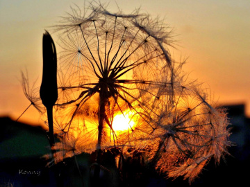 dandelion