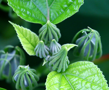 Green twist