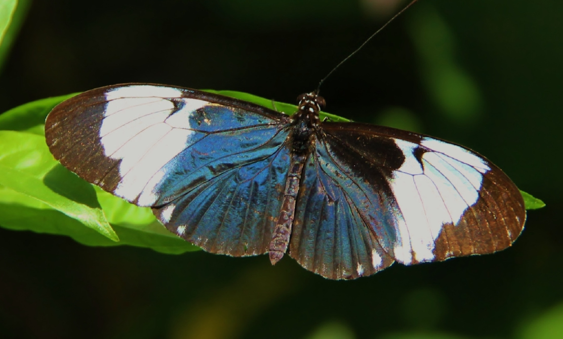 Soon on the wings again...