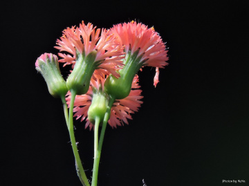 Mini flowers of Dandelion red
