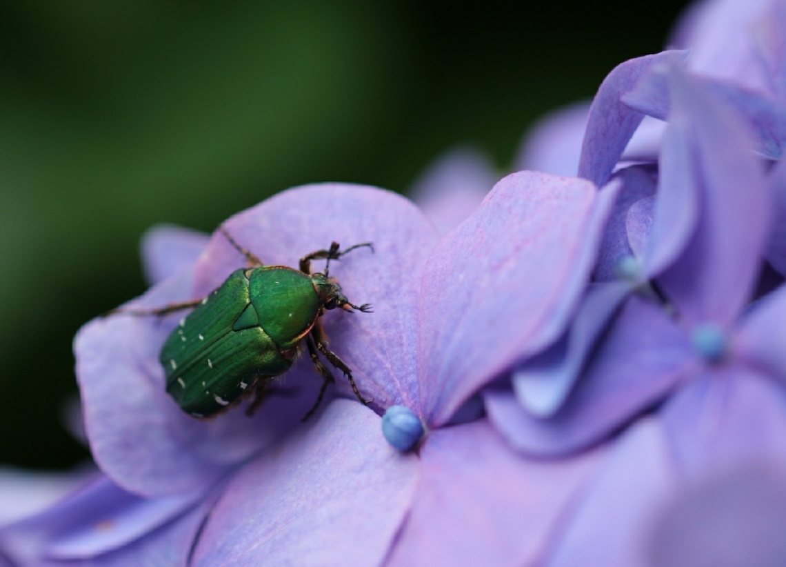 Green beetle