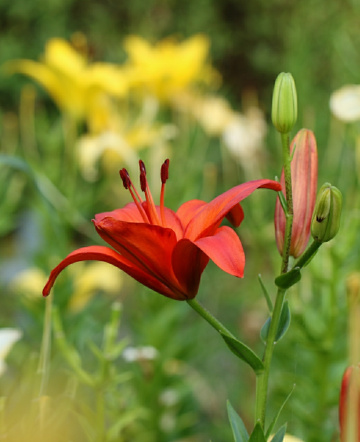 Lily