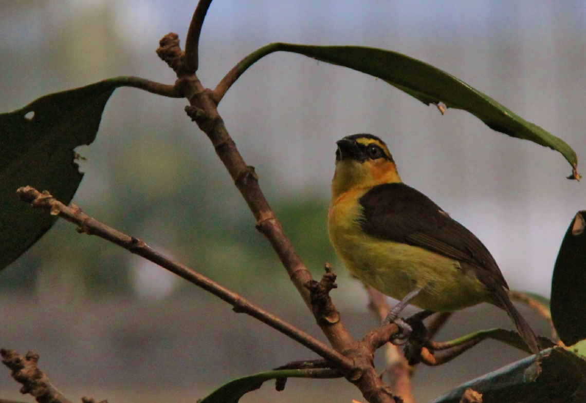 Yellow/Brown