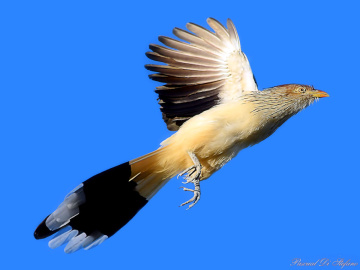 Guira guira