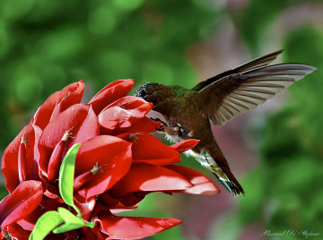 Colibri