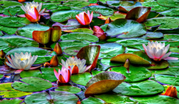 Lotus pond