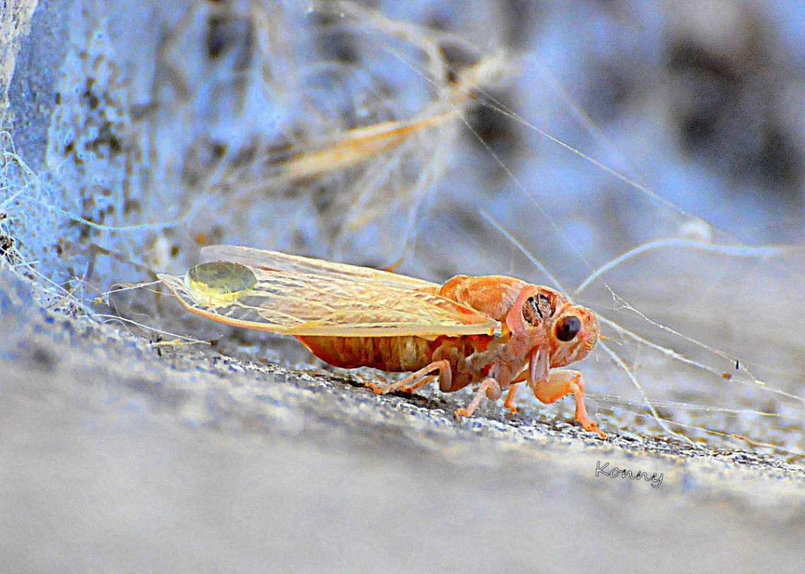 new-born cricket.