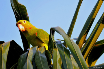 Aratinga leucophthalma