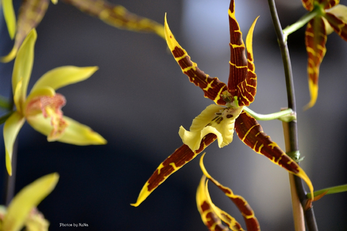 Orchids I