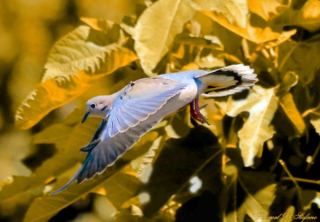 Golden fly