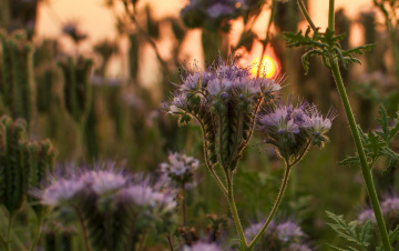 Phacelia 