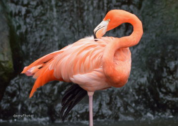 Flamingo