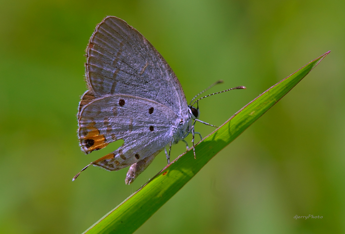 Mini Butterfly