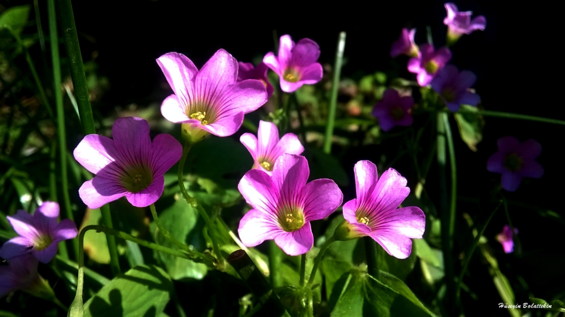 Pembe gönlüm sende