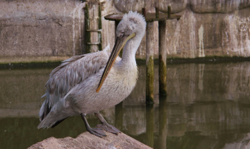 Dalmatian Pelican