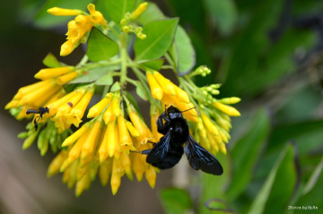 Mamangava