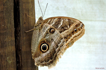 The eyes of an owl butterfly