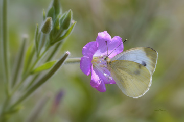 MİNİ MİNİ YAŞAMLAR (108) ...........
