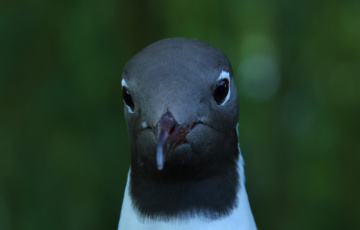 Seagull