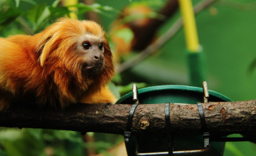 Tamarin Lion