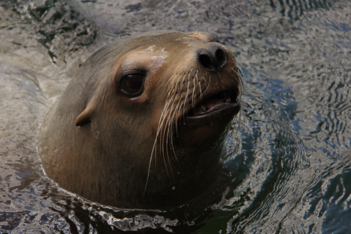 A happy sea lion