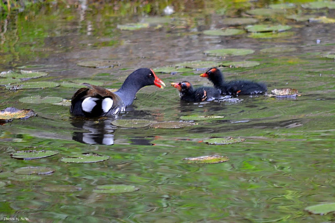 A love story II - Feeding the two chicks
