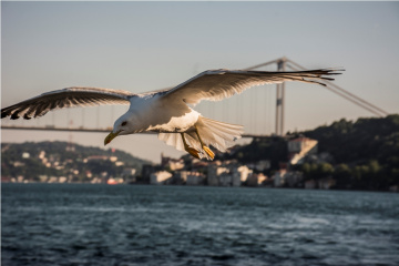 Kanatlarımda İstanbul