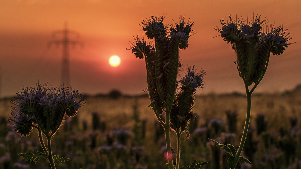 Summer evening