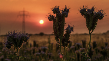 Summer evening