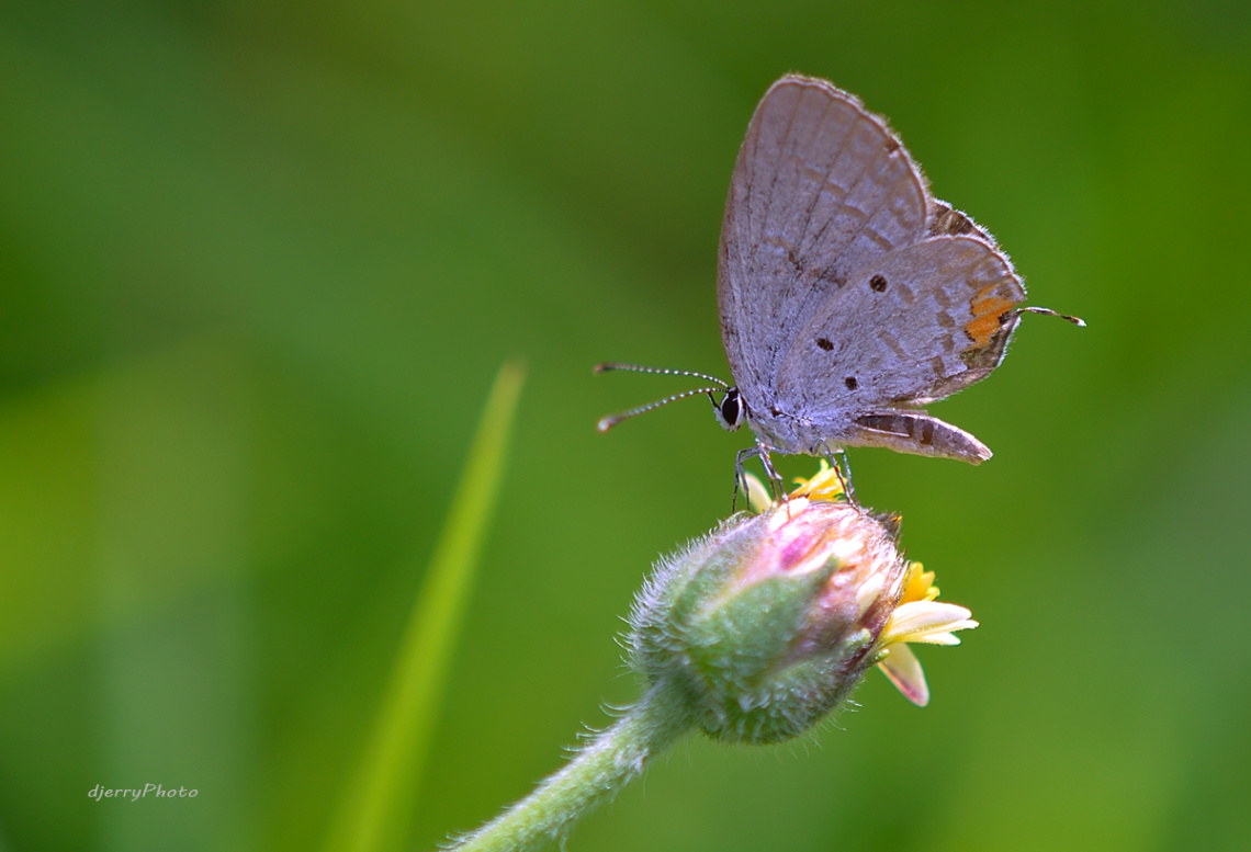 Mini Butterfly