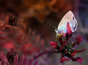 Red Nature