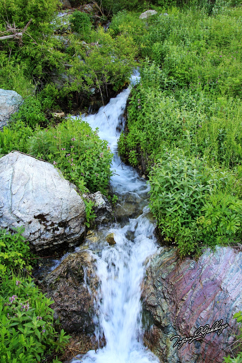 Akaç