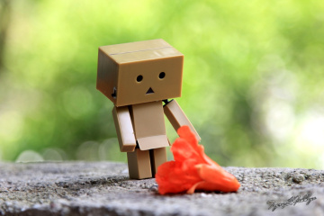 Danbo Nar çiçeği