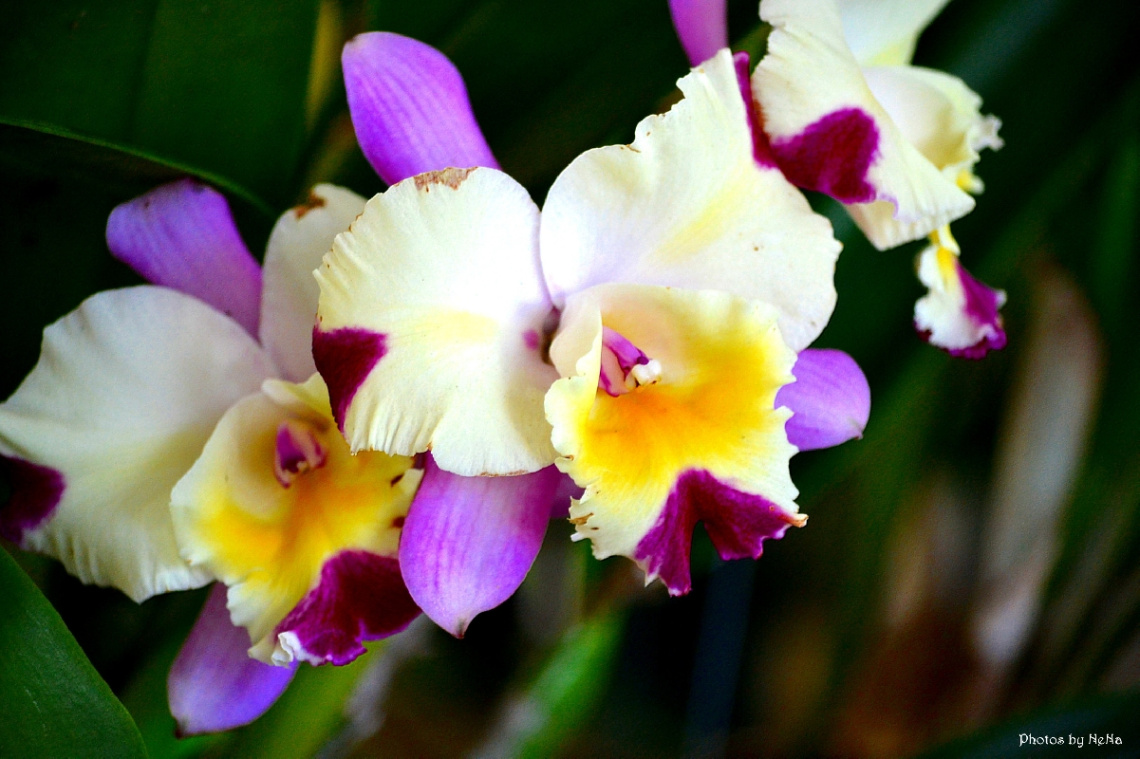 Orchid III