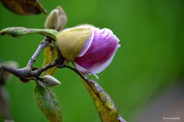 Magnolia button